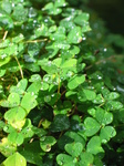 24070 Rain drops on clovers.jpg